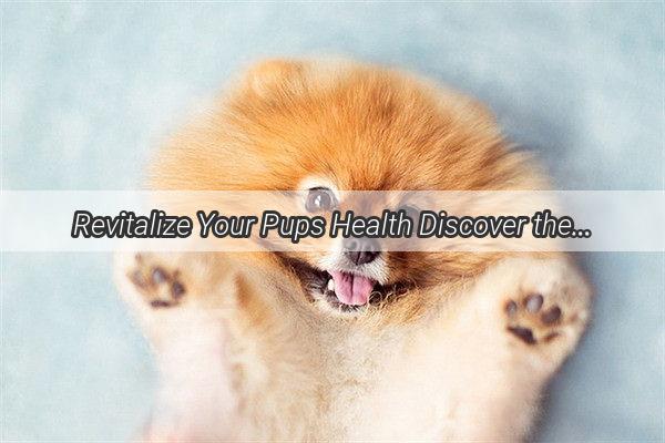 Revitalize Your Pups Health Discover the Perfect Blueberry Dose for Your Furry Friend